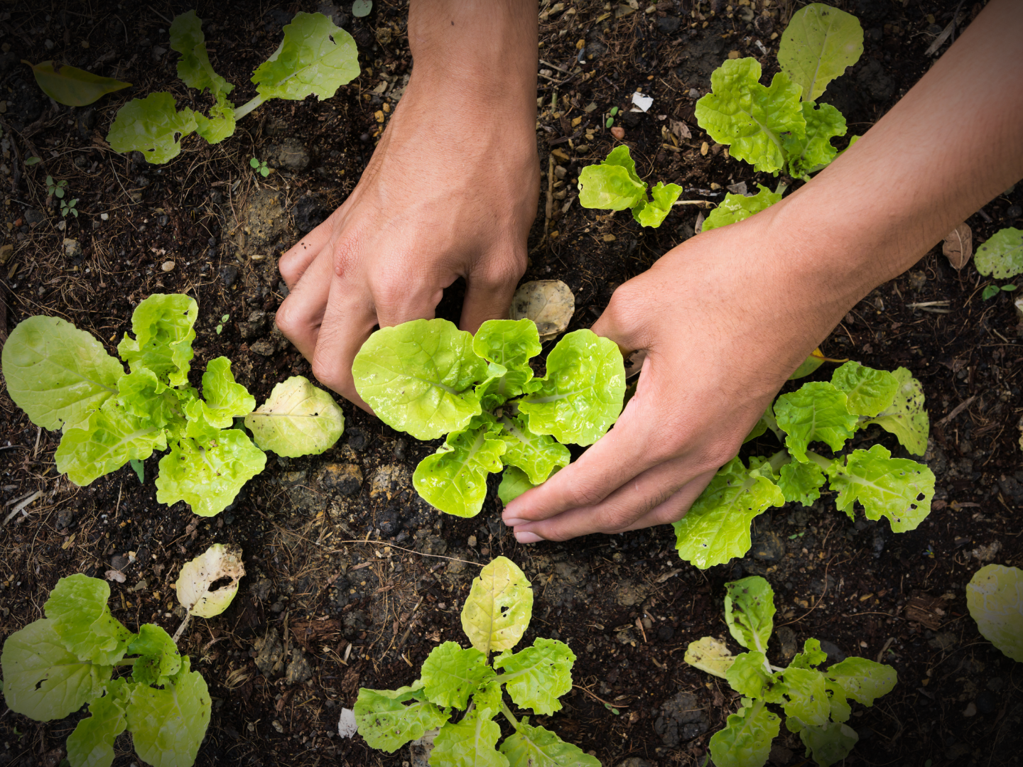 Sobre Nós sobre nos sustentabilidade horta